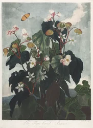 De Tempel van Flora, of Tuin van de Natuur: De Scheefbladige Begonia