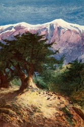 Ceders van Libanon - Matt. xii. 33, ca. 1924. Makers: James Clark, Henry A Harper