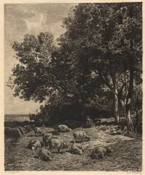 Landschap en Schapen