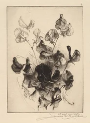 Lathyrus