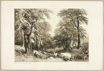 Beukenbomen in Arundale Park, uit Het Park en het Bos