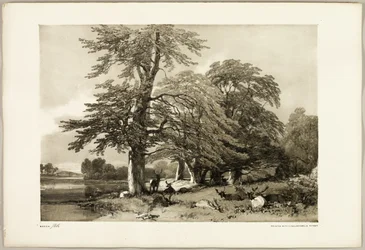 Beuk, uit Het Park en het Bos