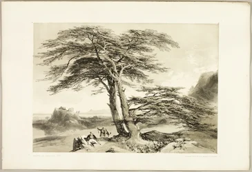 Ceders van Libanon, uit Het park en het bos