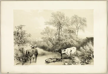 Doorn, Wilg, Beuk en Berk, uit Het Park en het Bos