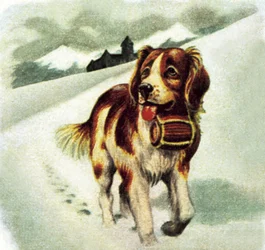 Sint Bernard hond