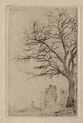Acacia