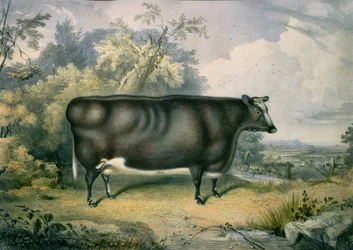 De prijsvaars van Cottesmore, naar Henry Strafford (werkzaam 1833-73), 1837