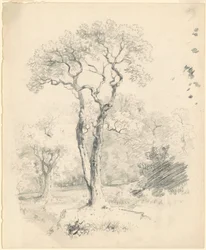 Een Open Plek met Bomen
