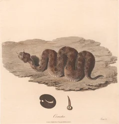 Cerastes
