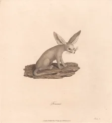 Fennek