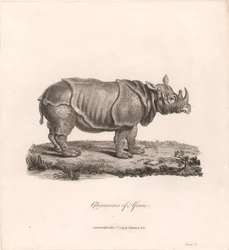 Neushoorn van Afrika