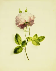 Een roze roos