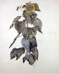 Zonnebloemen