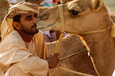 Een Omani kust zijn kameel met zachte ogen tijdens de kamelenrace op de nationale feestdag. District Al Falaj...