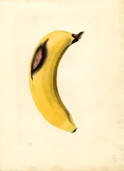 Banaan (Musa) (aquarel)