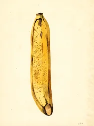 Banaan (Musa) (aquarel)