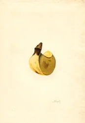 Banaan (Musa) (aquarel)