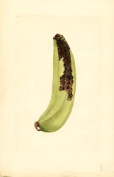 Banaan (Musa) (aquarel)