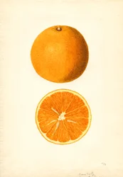 Boone Vroege Sinaasappels (Citrus sinensis) (aquarel)