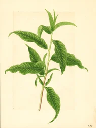 Tak met groene bladeren van Elberta perzikboom ( Prunus persica: Elberta) (aquarel)