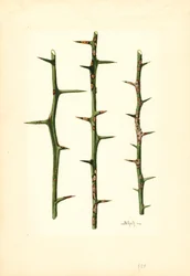 Citrusanker op stengel van sinaasappelplant (Poncirus trifoliata) (aquarel)