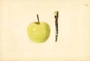 Golden Delicious appel ( Malus domestica) (aquarel)