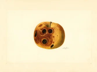 Grimesappel ( Malus domestica) (aquarel)