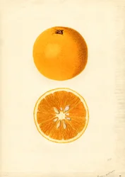 Homosassa Oranges ( Citrus sinensis) (watercolor)