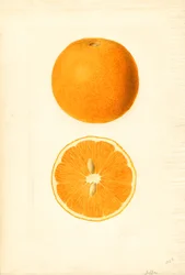 Jaffa sinaasappels (Citrus sinensis) (aquarel)