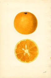 Mallorca sinaasappels ( Citrus sinensis) (aquarel)