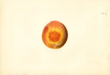 Perzik ( Prunus persica: Elberta) (aquarel)