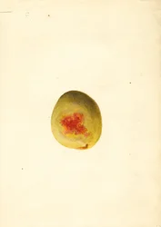 Perzik ( Prunus persica: Elberta) (aquarel)