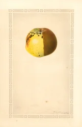 Russet Apple (Malus domestica) (aquarel)