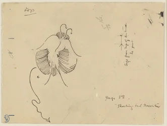 Vlinder (recto); Fragment van vlinder (verso)