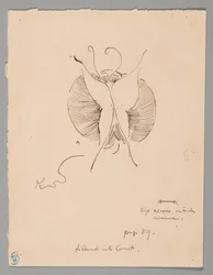 Vlinder (recto); Fragment van vlinder (verso)