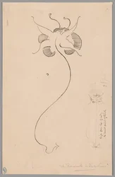 Vlinder (recto); Studie van een vlinder (verso)