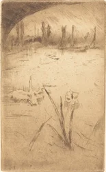 Zwaan en iris