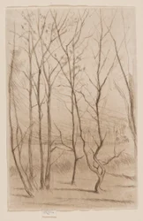 Het damhout