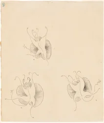 Drie vlinders