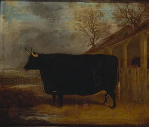 Een zwarte stier staand bij een koeienstal, een uitgestrekt landschap daarachter