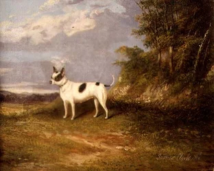 Een terriër in een landschap