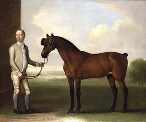 "Regulus", een donkerbruine renpaard met een stalknecht