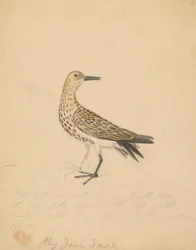 Een vogel