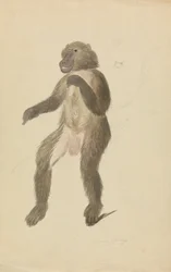 Een mandril