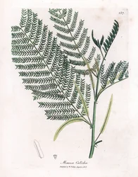Acacia a cachou of cachoutier - Catechu, Acacia catechu. Handgekleurde kopergravure uit een botanische illustratie door James Sowerby uit William Woodville en Sir William Jackson Hooker
