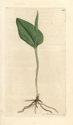 Adderstong, Ophioglossum vulgatum (Ophioglossum)