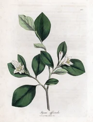 Aliboufier - Storax, Styrax officinalis. Handgekleurde kopergravure uit een botanische illustratie door James Sowerby uit William Woodville en Sir William Jackson Hooker