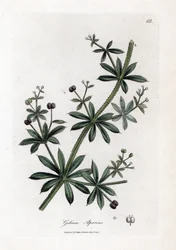 Anijs suiker of kleefkruid, Galium aparine. Handgekleurde kopergravure uit een botanische illustratie door James Sowerby uit William Woodville en Sir William Jackson Hooker