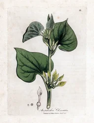 Aristoloche clematite - Klimmende pijpbloem, Aristolochia clematitis. Handgekleurde kopergravure uit een botanische illustratie door James Sowerby uit William Woodville en Sir William Jackson Hooker