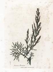 Aurone of citroengras of alsem citroengras - Zuidelijke alsem, Artemisia abrotanum. Handgekleurde kopergravure uit een botanische illustratie door James Sowerby uit William Woodville en Sir William Jackson Hooker